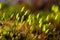 Polytrichum commune