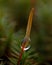 Polytrichum commune close up in the morning dew