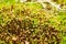 Polytrichum juniperinum, commonly known as juniper haircap or juniper polytrichum moss.