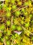 Polytrichum moss