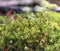 Polytrichum moss in the forest in Beskid Ma?y, Poland