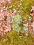 Polytrichum moss and lichen on forest floor