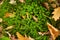 Polytrichum, moss in the woods sprinkled with dead leaves