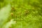 Polytrichum mosses macro background