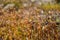 Polytrihum ordinary. Brown moss like a carpet on the ground under feet in the forest. Kukushkin flax in macro