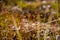 Polytrihum ordinary. Brown moss like a carpet on the ground under feet in the forest. Kukushkin flax in macro