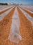 Polytunnel Agriculture in Spain