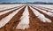 Polytunnel Farming in Spain