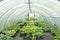 Polytunnel with plants