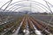 Polytunnel without plastic plane over strawberry plants