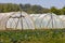 Polytunnel Vegetable Farm