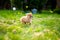 Pom-Chi dog puppy running through garden & x28;Pomeranian chihuahua& x29;