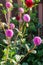 Pom Pom dahlia dot com in bloom in the garden