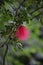 Pom-pom feathery pink flower on a branch