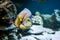 Pomacantbus asfur, arabian angelfish,