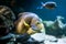 Pomacantbus asfur, arabian angelfish, Fish swimming in the ocea