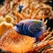 Pomacanthus navarchus blue angel sea fish in
