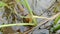 Pomacea maculata, snail, gastropod mollusk, rice pest apple snail eating rice leaves