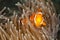 Pomacentridae, Clown Fish or Anemonefish