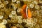 Pomacentridae, Clown Fish or Anemonefish