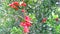 Pomagranate punica granatum flowers
