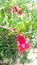 Pomagranate punica granatum flowers buds