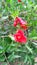 Pomagranate punica granatum flowers close up