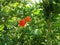 Pomegranade Flower