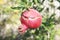 Pomegranade nature fruit bush tree beautiful