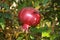 Pomegranade nature fruit bush tree beautiful