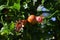 Pomegranat  tree in the garden.