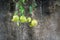 Pomegranate against rough cement wall background