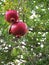 Pomegranate apples hanging on the tree