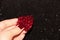 Pomegranate berries in a woman`s hand on a black background