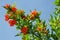 Pomegranate blossoms