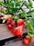 Pomegranate blossoms, flowers and unripe fruits