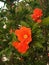 Pomegranate blossoms in spring