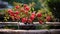 the Pomegranate Bonsai against the backdrop of a tranquil water feature, with the reflection of the