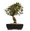 Pomegranate bonsai tree, Punica granatum, isolated