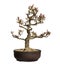 Pomegranate bonsai tree, Punica granatum, isolated