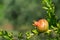 Pomegranate on a branch delineates or frames a nice bokeh space for copy text