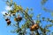 Pomegranate branches with fruits on blue sky background