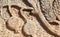 Pomegranate Carved on Limestone at Jerash