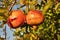 Pomegranate close-up on the tree