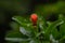 Pomegranate flower