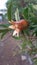 Pomegranate flower in a autumn  season flowering