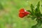 Pomegranate flower in green bokeh background