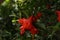 Pomegranate flower and green leafs