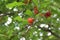 Pomegranate flower Initial stage