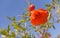 Pomegranate flower Punica granatum